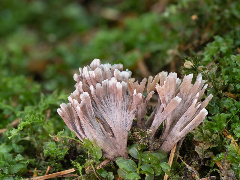 Thelephora palmata